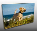 Pet Canvas prints